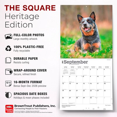 2027 BrownTrout Blue Heelers 12" x 12" Monthly Wall Calendar (9798330712250)