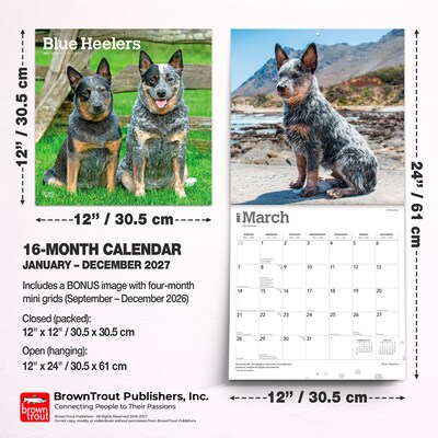 2027 BrownTrout Blue Heelers 12" x 12" Monthly Wall Calendar (9798330712250)