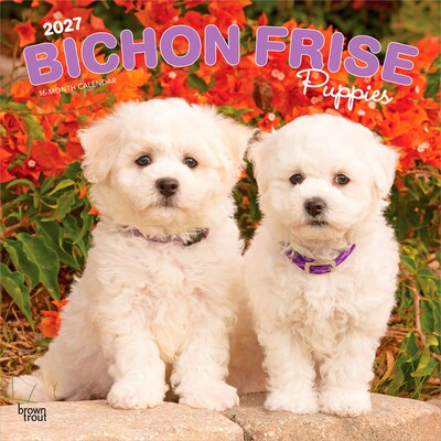 2027 BrownTrout Bichon Frise Puppies 12 x 12 Monthly Wall Calendar (9798330714100)