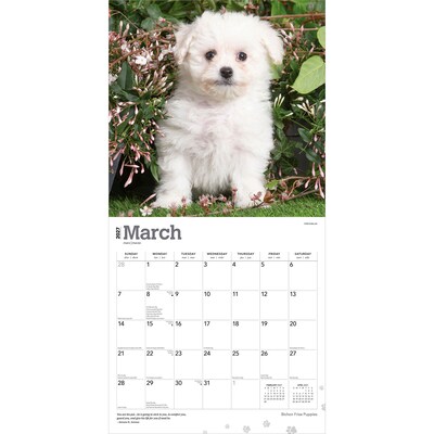 2027 BrownTrout Bichon Frise Puppies 12" x 12" Monthly Wall Calendar (9798330714100)