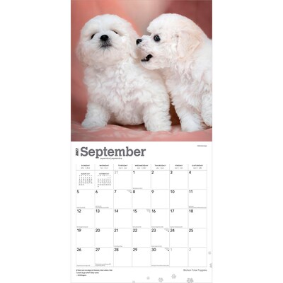 2027 BrownTrout Bichon Frise Puppies 12" x 12" Monthly Wall Calendar (9798330714100)