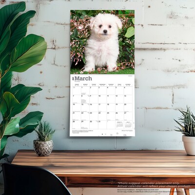 2027 BrownTrout Bichon Frise Puppies 12" x 12" Monthly Wall Calendar (9798330714100)