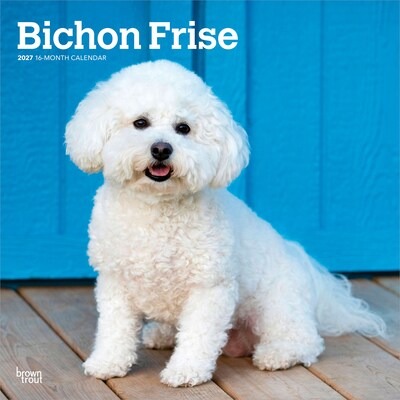2027 BrownTrout Bichon Frise 12 x 12 Monthly Wall Calendar (9798330712243)