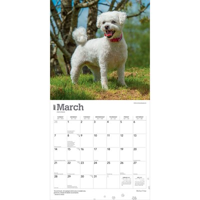 2027 BrownTrout Bichon Frise 12" x 12" Monthly Wall Calendar (9798330712243)