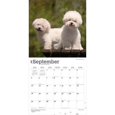 2027 BrownTrout Bichon Frise 12" x 12" Monthly Wall Calendar (9798330712243)