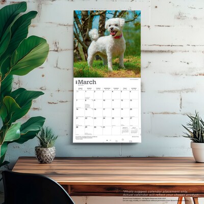 2027 BrownTrout Bichon Frise 12" x 12" Monthly Wall Calendar (9798330712243)
