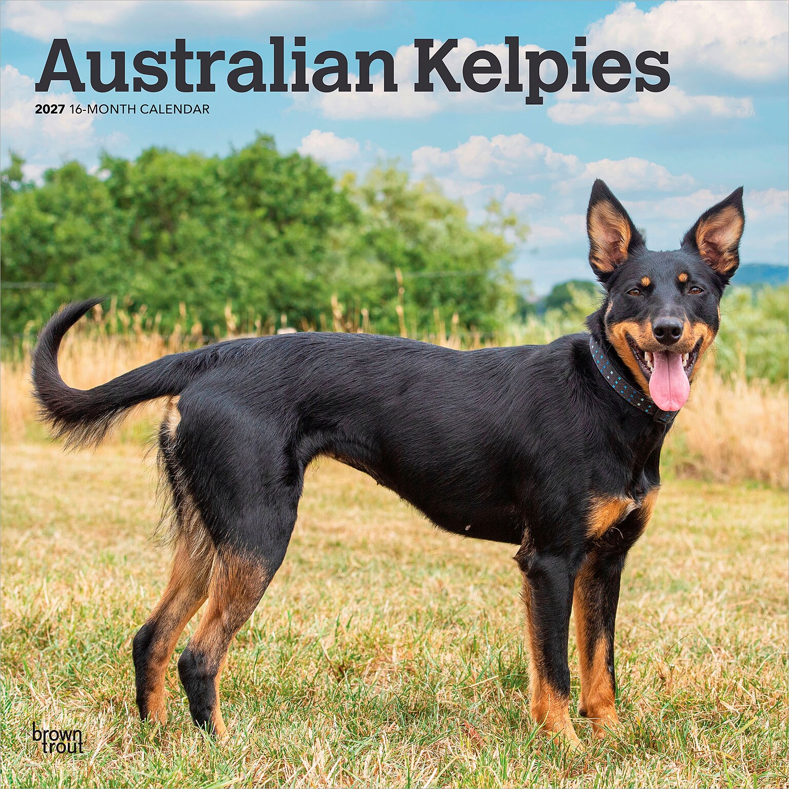 2027 BrownTrout Australian Kelpies 12 x 12 Monthly Wall Calendar (9798330712199)
