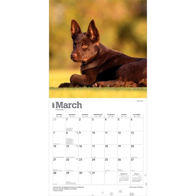 2027 BrownTrout Australian Kelpies 12" x 12" Monthly Wall Calendar (9798330712199)