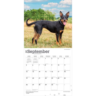 2027 BrownTrout Australian Kelpies 12" x 12" Monthly Wall Calendar (9798330712199)