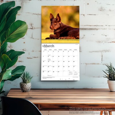 2027 BrownTrout Australian Kelpies 12" x 12" Monthly Wall Calendar (9798330712199)