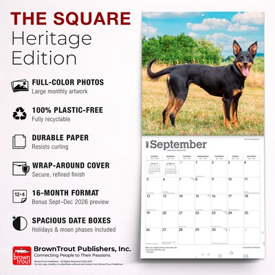 2027 BrownTrout Australian Kelpies 12" x 12" Monthly Wall Calendar (9798330712199)