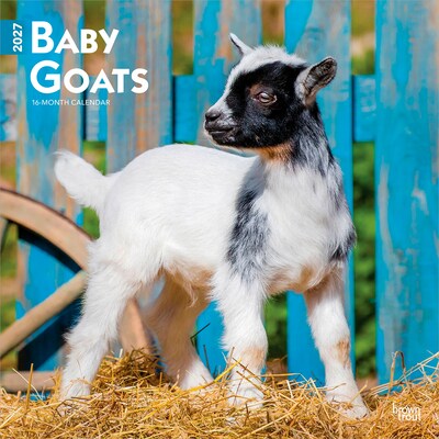 2027 BrownTrout Baby Goats 12 x 12 Monthly Wall Calendar (9798330711857)