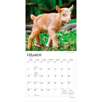 2027 BrownTrout Baby Goats 12" x 12" Monthly Wall Calendar (9798330711857)
