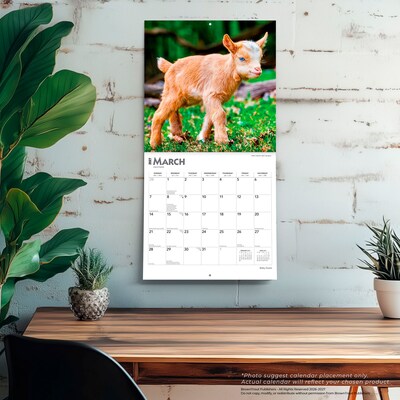 2027 BrownTrout Baby Goats 12" x 12" Monthly Wall Calendar (9798330711857)
