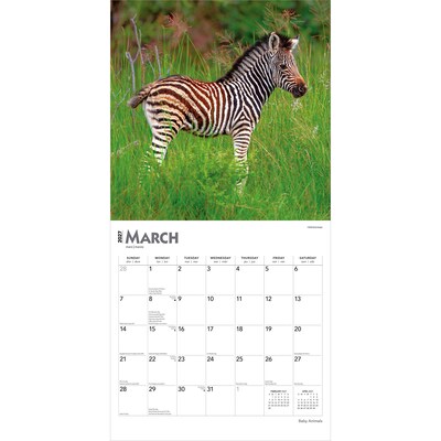 2027 BrownTrout Baby Animals 12" x 12" Monthly Wall Calendar (9798330711840)