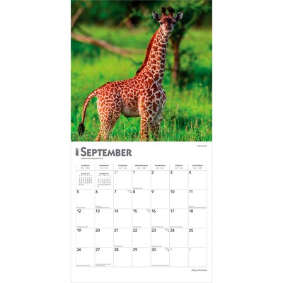 2027 BrownTrout Baby Animals 12" x 12" Monthly Wall Calendar (9798330711840)