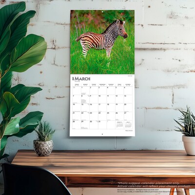 2027 BrownTrout Baby Animals 12" x 12" Monthly Wall Calendar (9798330711840)