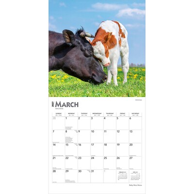 2027 BrownTrout Baby Moo Moos 12" x 12" Monthly Wall Calendar (9798330711864)