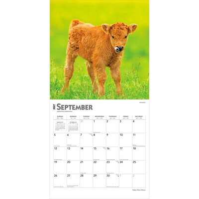 2027 BrownTrout Baby Moo Moos 12" x 12" Monthly Wall Calendar (9798330711864)