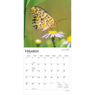 2027 BrownTrout Butterflies 12" x 12" Monthly Wall Calendar (9798330712021)