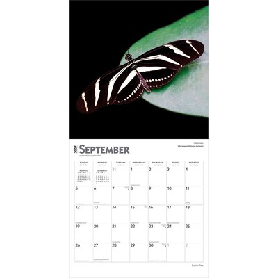 2027 BrownTrout Butterflies 12" x 12" Monthly Wall Calendar (9798330712021)