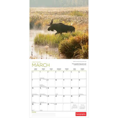 2027 BrownTrout Canadian Geographic Moose 12" x 12" Monthly Wall Calendar (9781525617560)