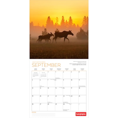 2027 BrownTrout Canadian Geographic Moose 12" x 12" Monthly Wall Calendar (9781525617560)