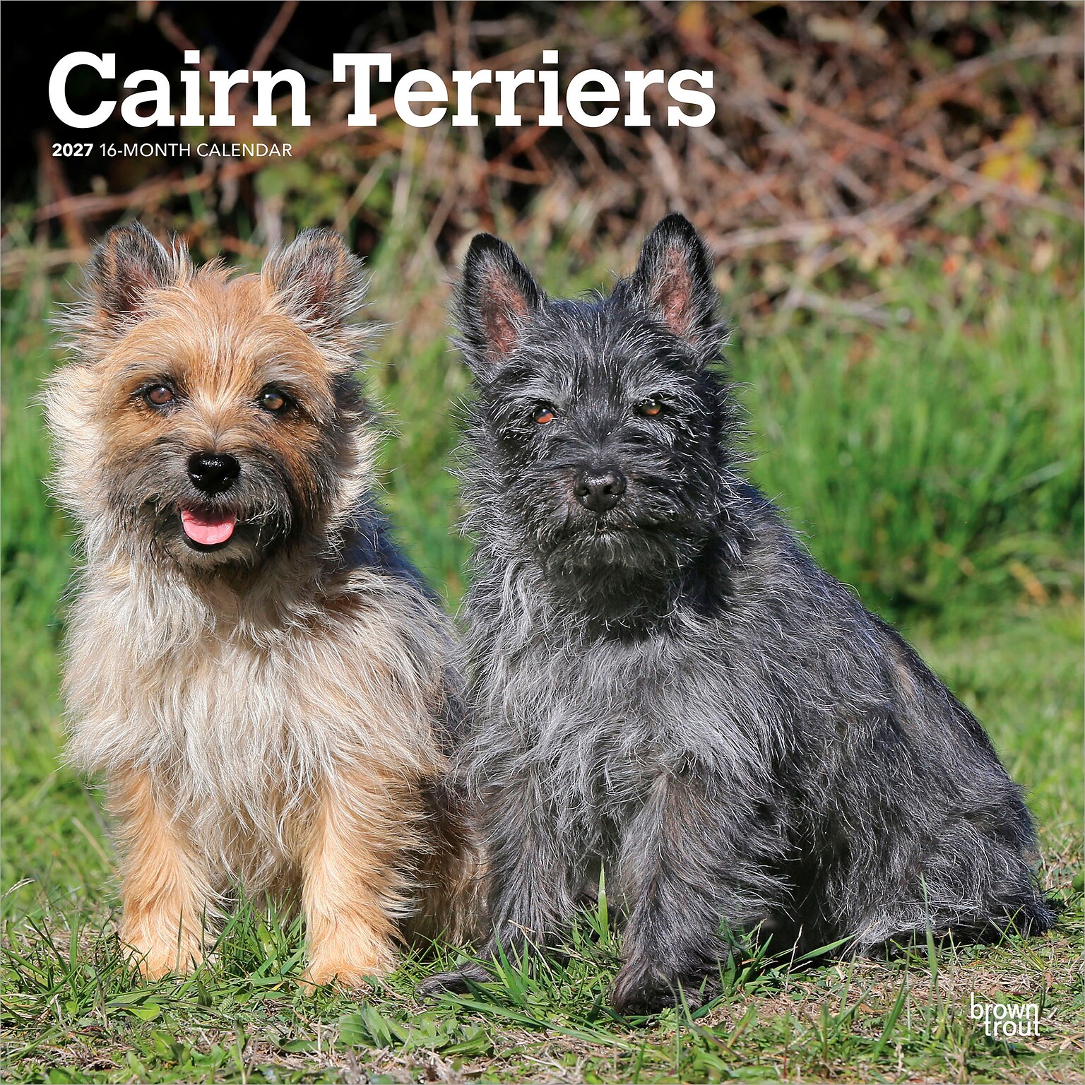 2027 BrownTrout Cairn Terriers 12 x 12 Monthly Wall Calendar (9798330712342)