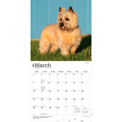 2027 BrownTrout Cairn Terriers 12" x 12" Monthly Wall Calendar (9798330712342)