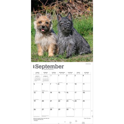 2027 BrownTrout Cairn Terriers 12" x 12" Monthly Wall Calendar (9798330712342)