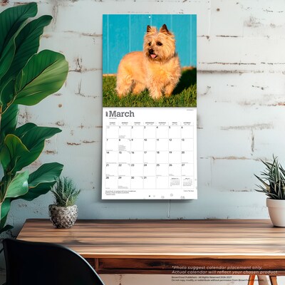 2027 BrownTrout Cairn Terriers 12" x 12" Monthly Wall Calendar (9798330712342)