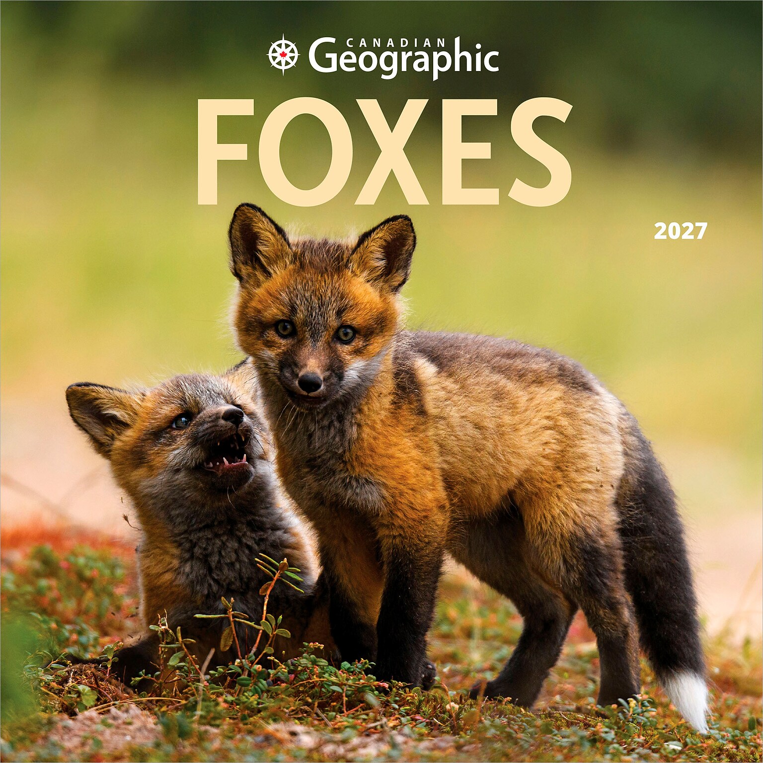 2027 BrownTrout Canadian Geographic Foxes 12 x 12 Monthly Wall Calendar (9781525617447)