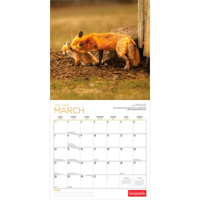 2027 BrownTrout Canadian Geographic Foxes 12" x 12" Monthly Wall Calendar (9781525617447)