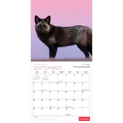 2027 BrownTrout Canadian Geographic Foxes 12" x 12" Monthly Wall Calendar (9781525617447)