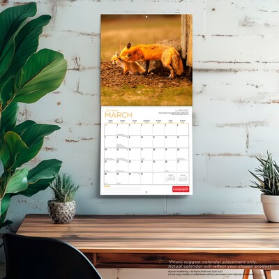 2027 BrownTrout Canadian Geographic Foxes 12" x 12" Monthly Wall Calendar (9781525617447)