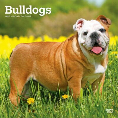 2027 BrownTrout Bulldogs 12 x 12 Monthly Wall Calendar (9798330712335)
