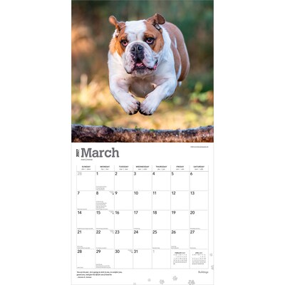 2027 BrownTrout Bulldogs 12" x 12" Monthly Wall Calendar (9798330712335)