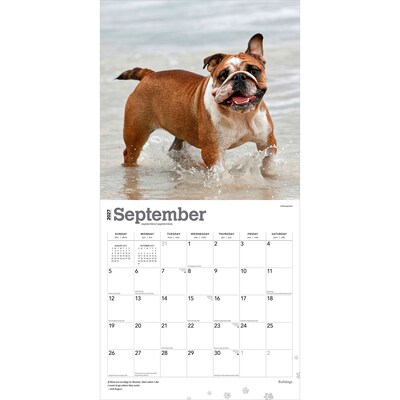 2027 BrownTrout Bulldogs 12" x 12" Monthly Wall Calendar (9798330712335)