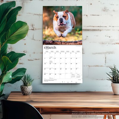 2027 BrownTrout Bulldogs 12" x 12" Monthly Wall Calendar (9798330712335)