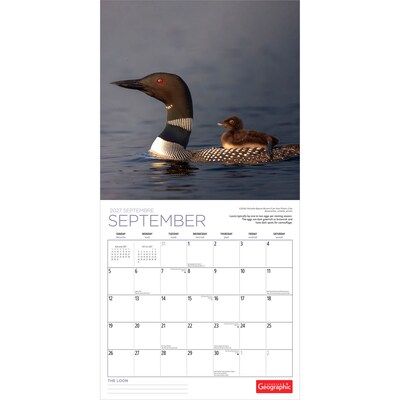 2027 BrownTrout Canadian Geographic The Loon 12" x 12" Monthly Wall Calendar (9781525617805)