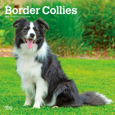 2027 BrownTrout Border Collies 12 x 12 Monthly Wall Calendar (9798330712274)