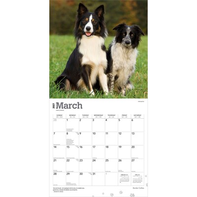 2027 BrownTrout Border Collies 12" x 12" Monthly Wall Calendar (9798330712274)