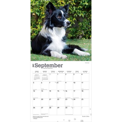 2027 BrownTrout Border Collies 12" x 12" Monthly Wall Calendar (9798330712274)