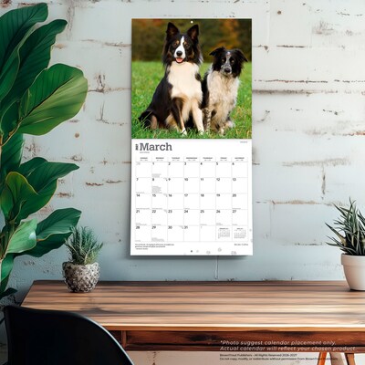 2027 BrownTrout Border Collies 12" x 12" Monthly Wall Calendar (9798330712274)