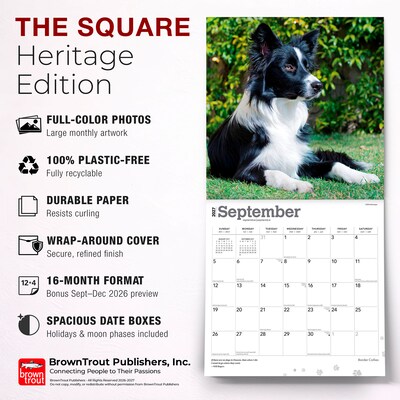 2027 BrownTrout Border Collies 12" x 12" Monthly Wall Calendar (9798330712274)