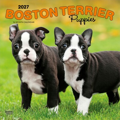 2027 BrownTrout Boston Terrier Puppies 12 x 12 Monthly Wall Calendar (9798330712281)