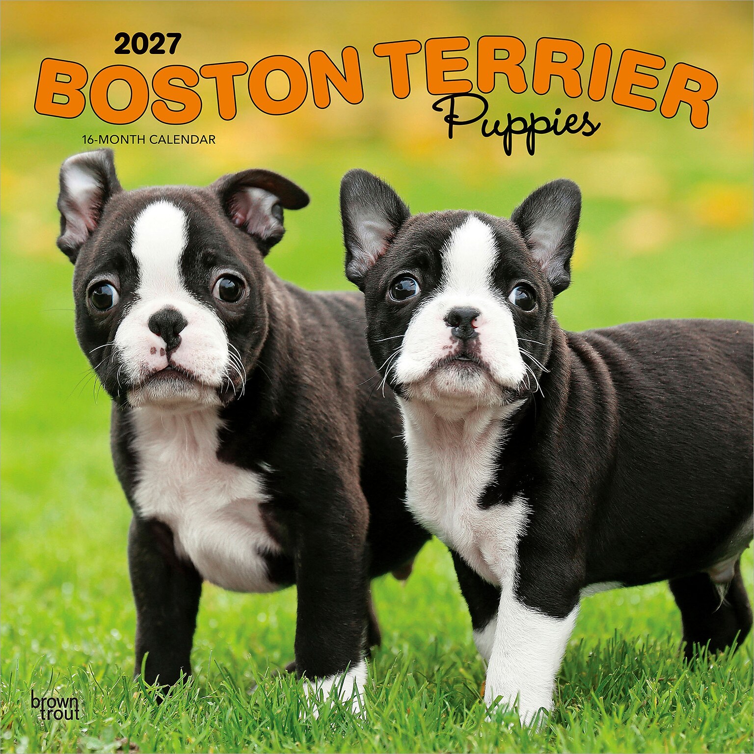 2027 BrownTrout Boston Terrier Puppies 12 x 12 Monthly Wall Calendar (9798330712281)