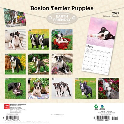 2027 BrownTrout Boston Terrier Puppies 12 x 12 Monthly Wall Calendar (9798330712281)