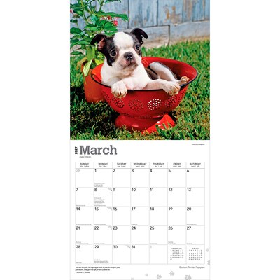 2027 BrownTrout Boston Terrier Puppies 12" x 12" Monthly Wall Calendar (9798330712281)