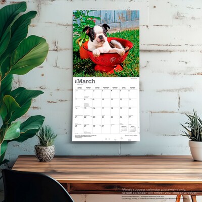2027 BrownTrout Boston Terrier Puppies 12" x 12" Monthly Wall Calendar (9798330712281)
